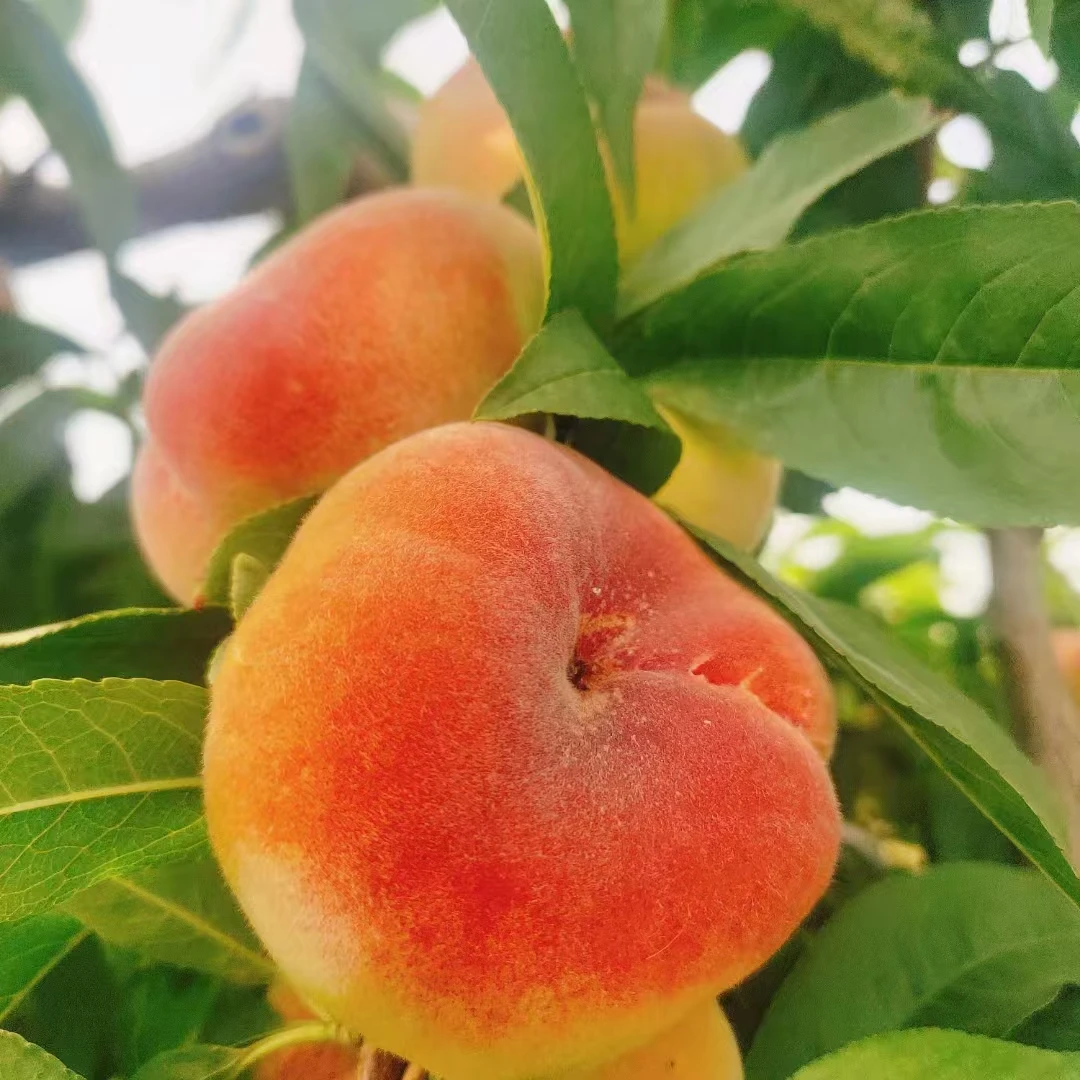 [王母蟠桃】陕西小毛蟠3斤4.5斤桃新鲜水果放软果香浓郁桃水果现摘