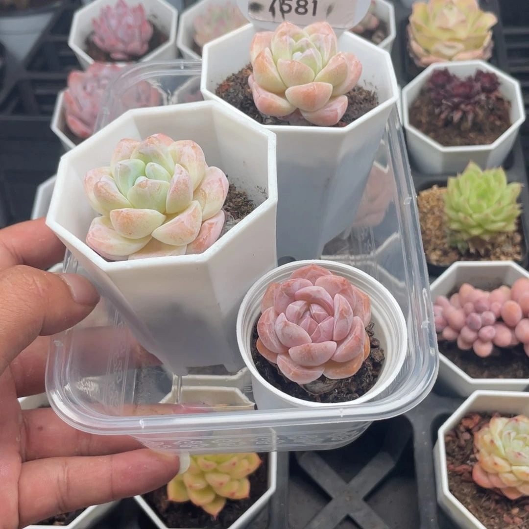 不****字7581小笼包冰玉两颗共三颗4.0厘米