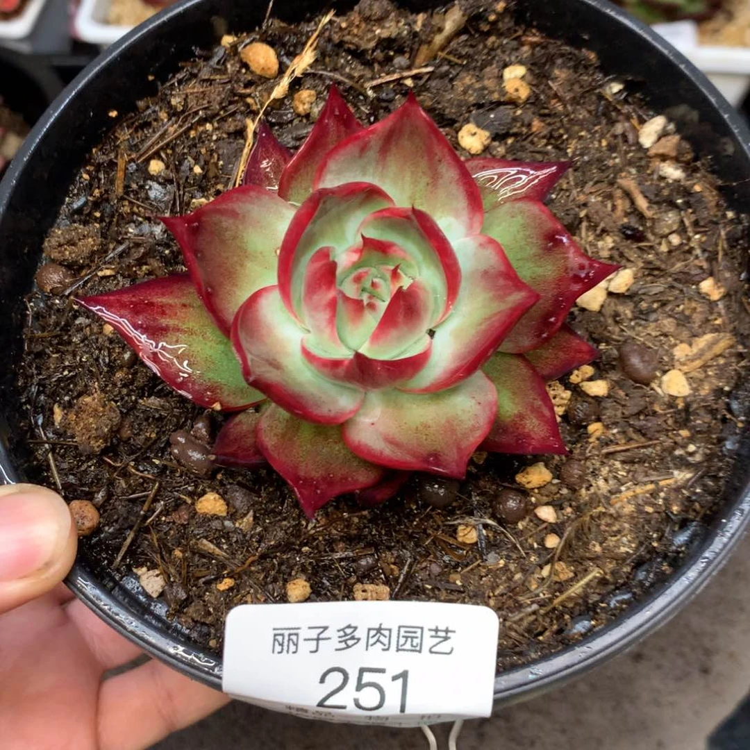 251惊鸿一物一拍。尺寸8。多肉植物