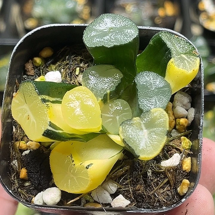 195大窗玉龙万象锦