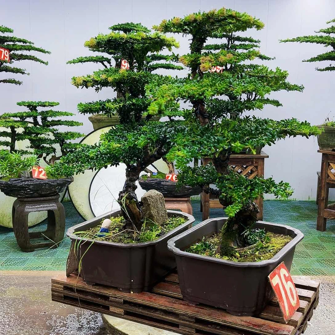 完全开放罗汉松盆景艺术