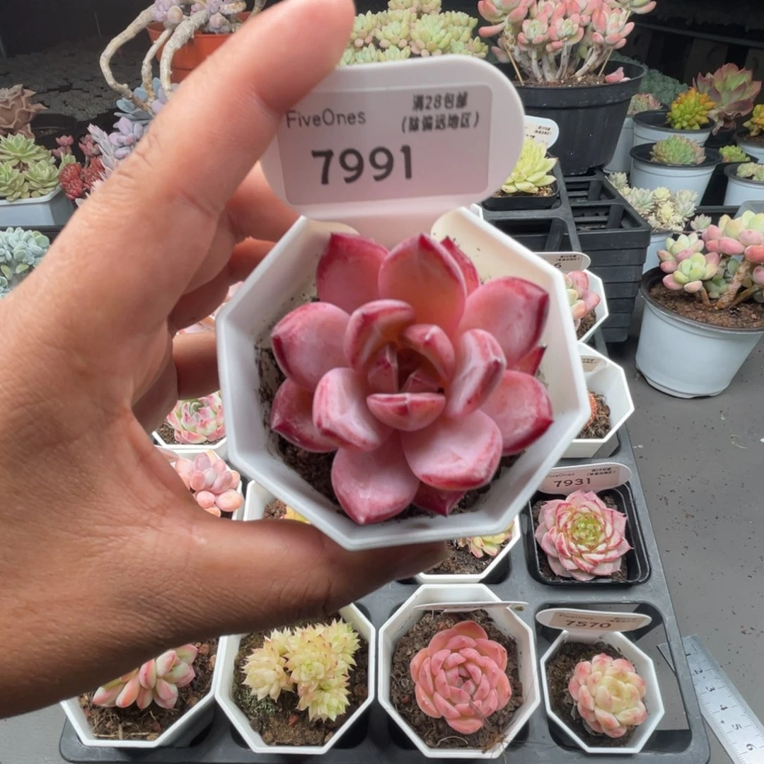 7991黑武士5.0厘米