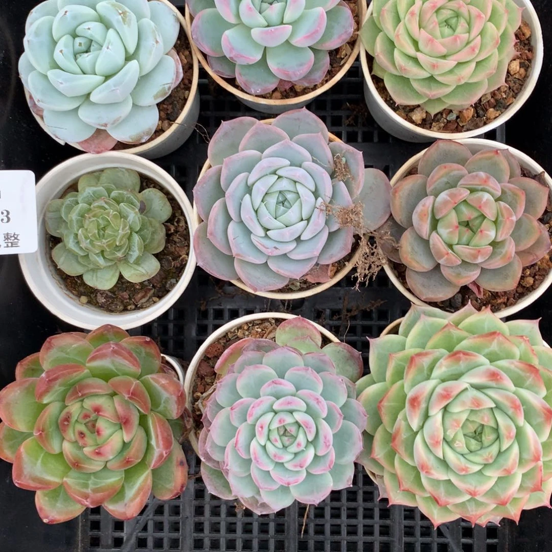 1103-83 套餐一组