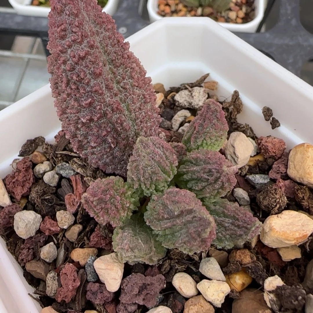 园艺水泡多肉植物
