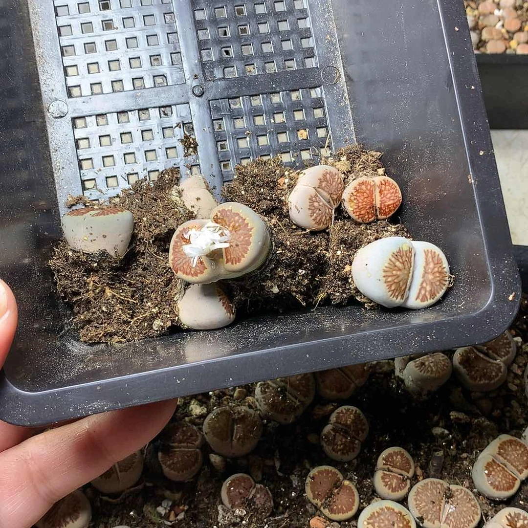 若****_W255多肉植物保护