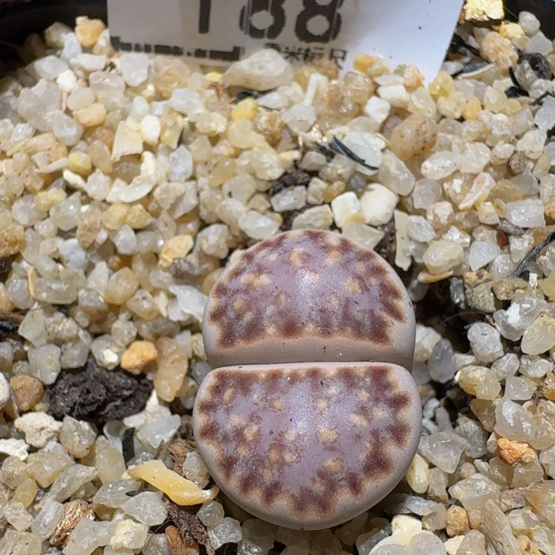 Sssss精品生石花188