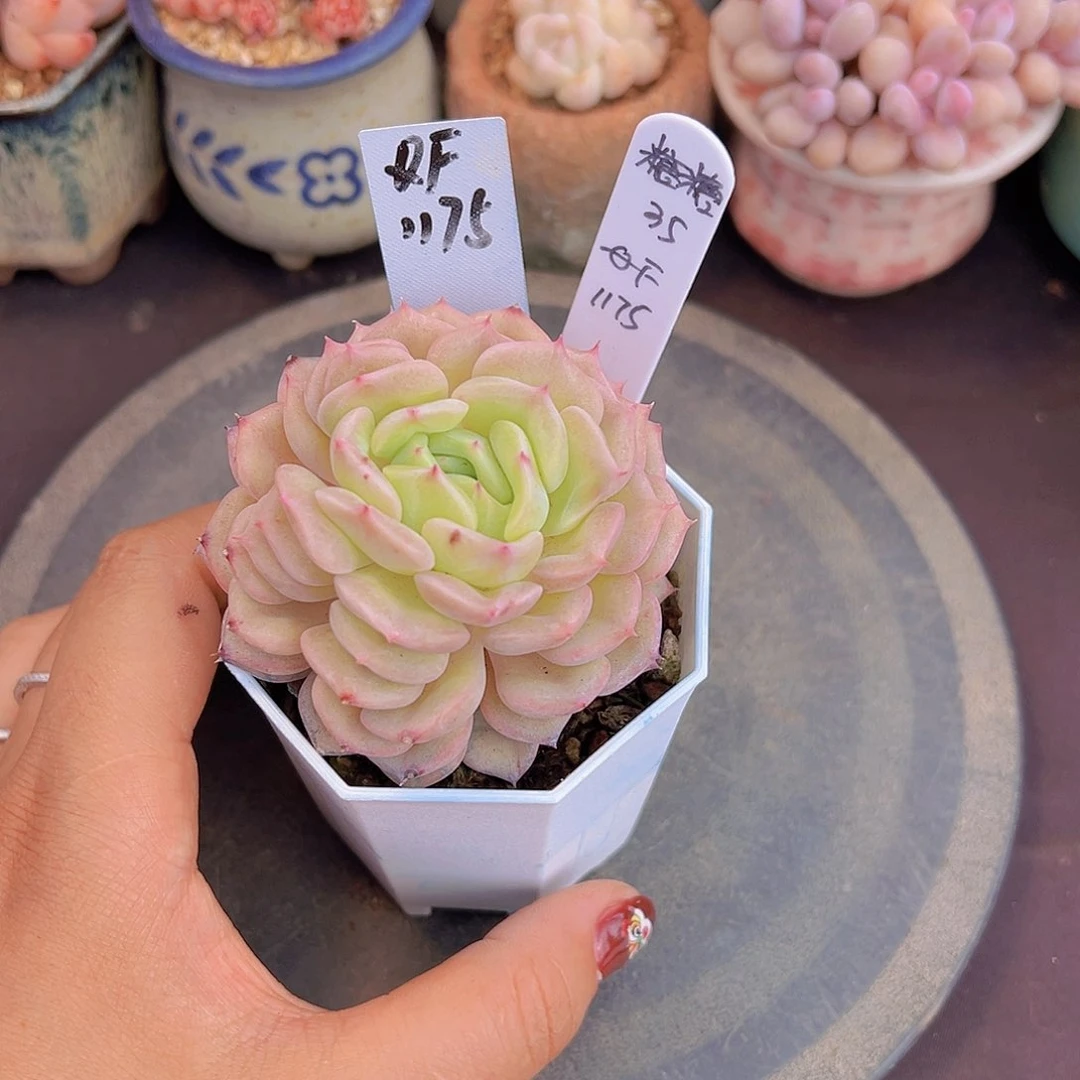 T****糖新品，多肉植物