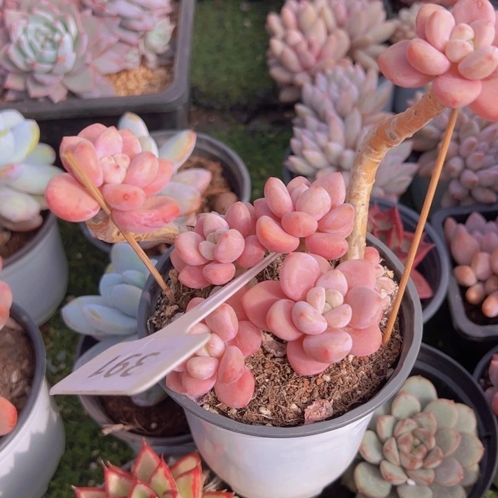 健健康康平平安安