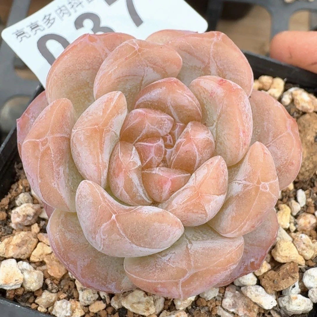 黛玉冰魄福利         多肉植物