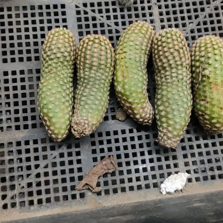 仙人球泰迪熊侧芽特价