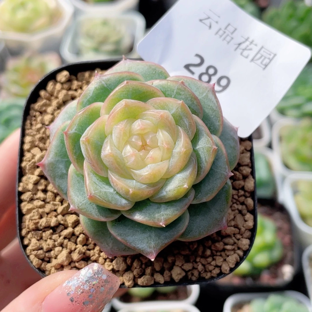 289号糖心冰心珍妮