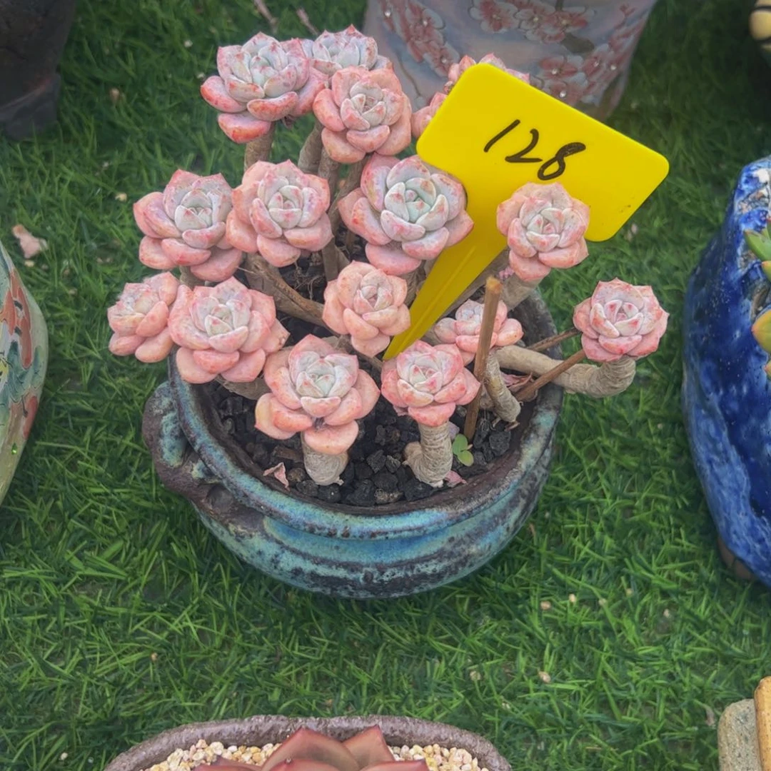 喜***狼千山雪小老桩多肉