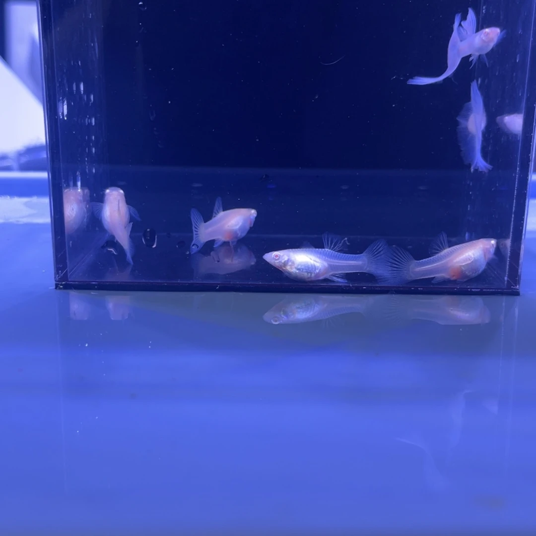 孔雀鱼金粉6条开箱视频报损
