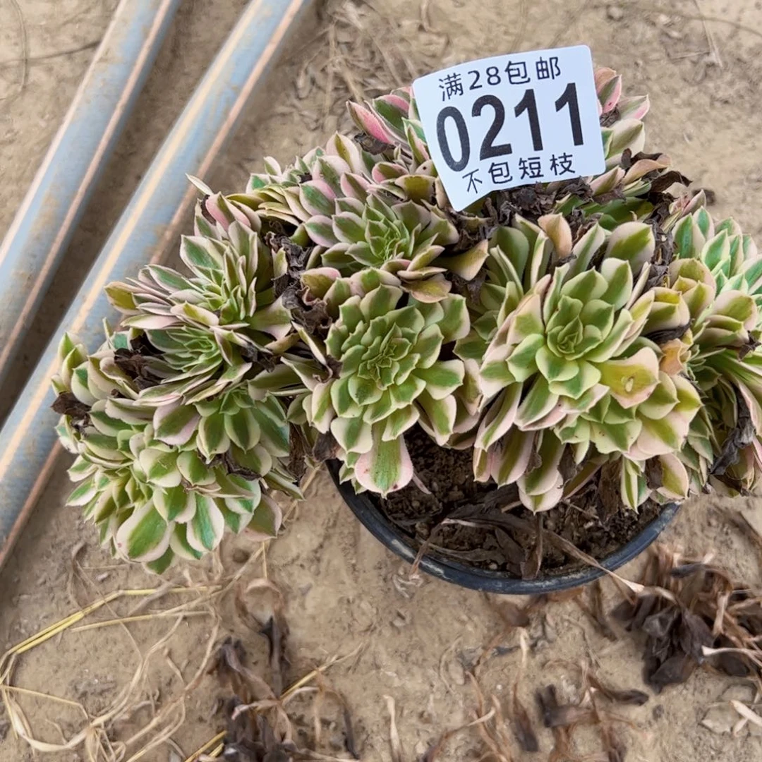 女巫缀多肉植物0211