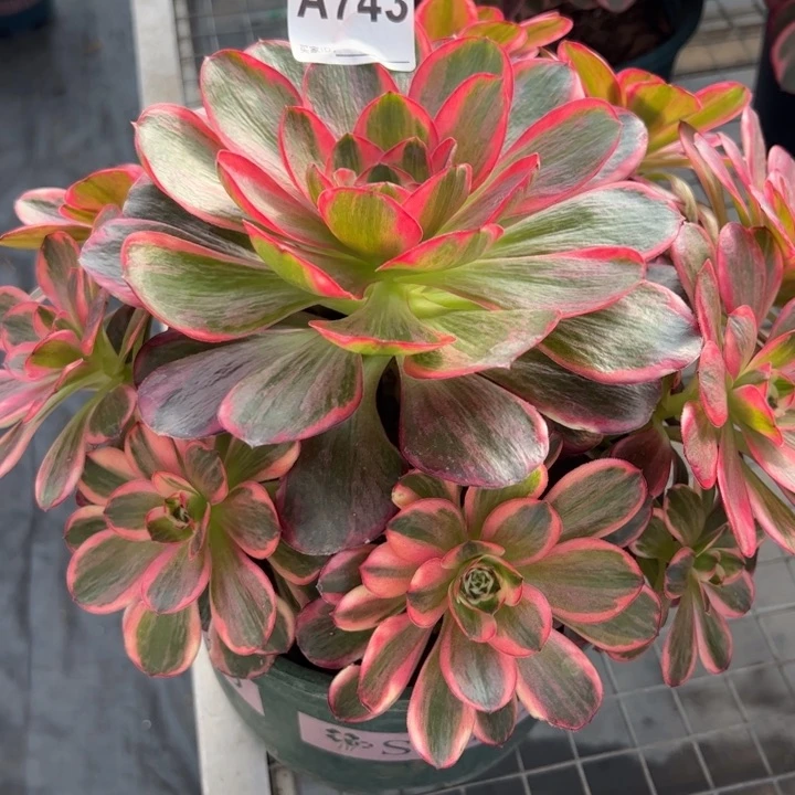 743纳福25厘米左右