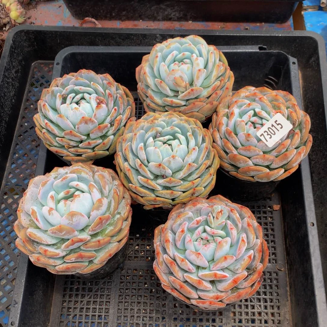 73015六个嗯嗯嗯嗯嗯嗯好喜欢