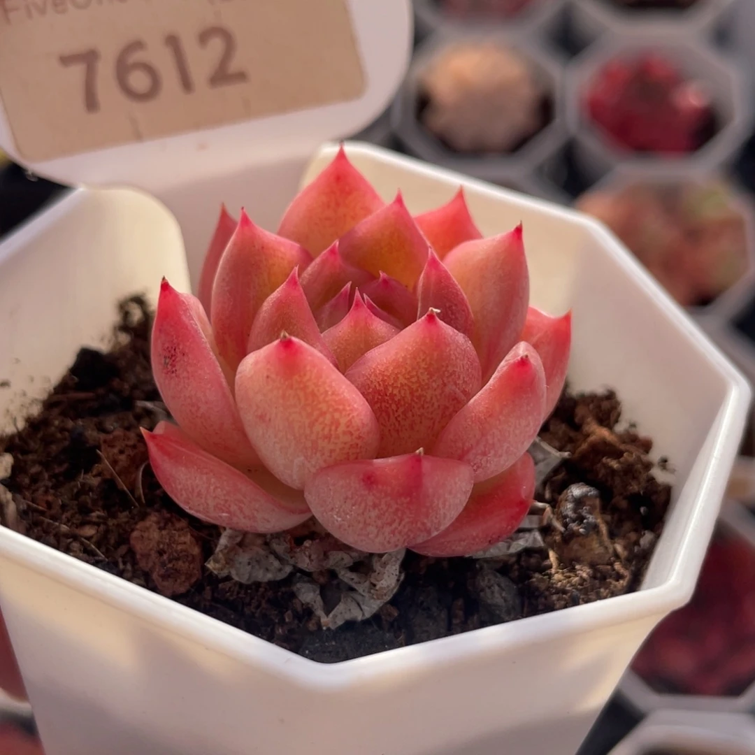 红媚7612-4.0厘米