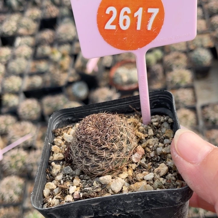 与***约勾宝2617000000000