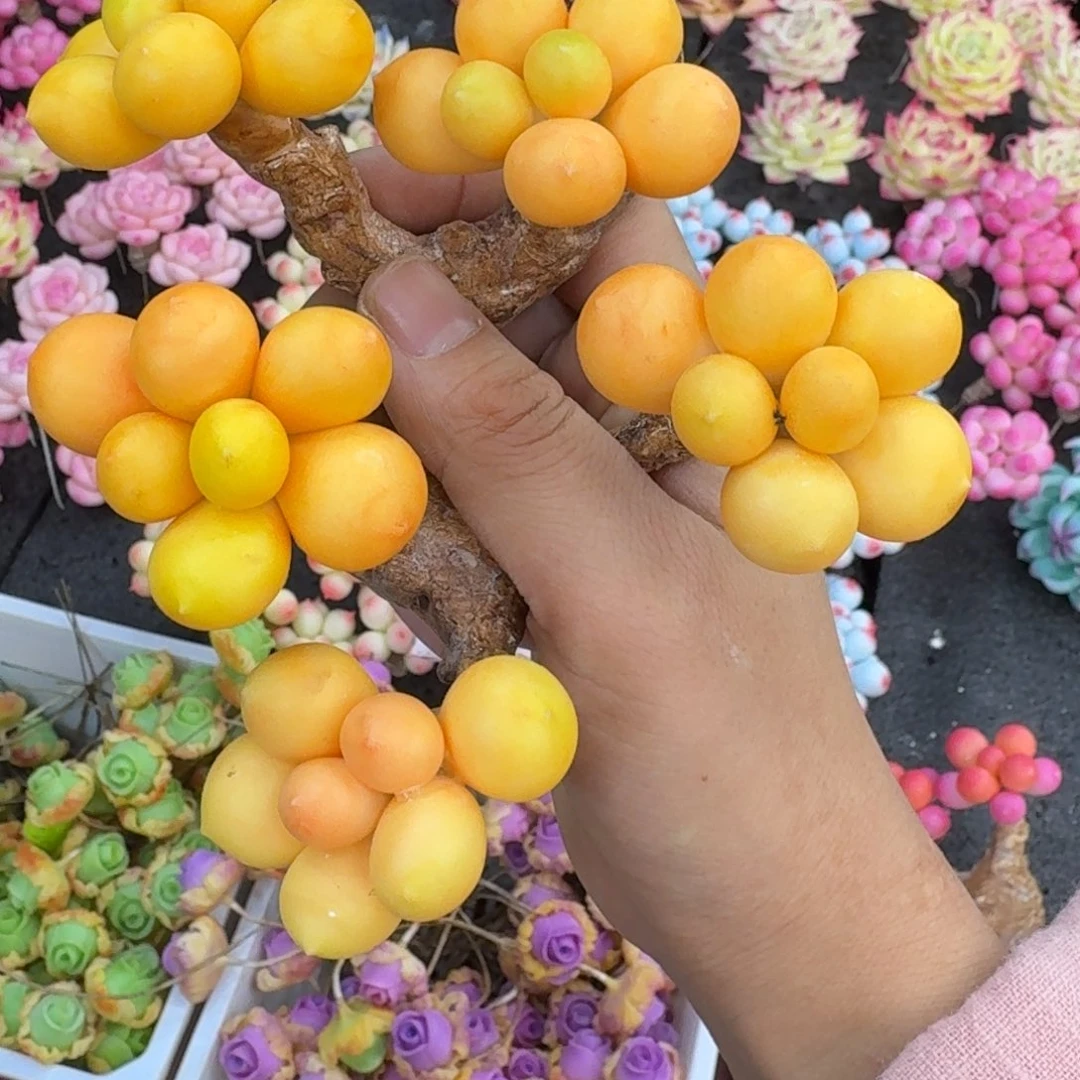 树脂566号哦哦哦哦哦哦哦