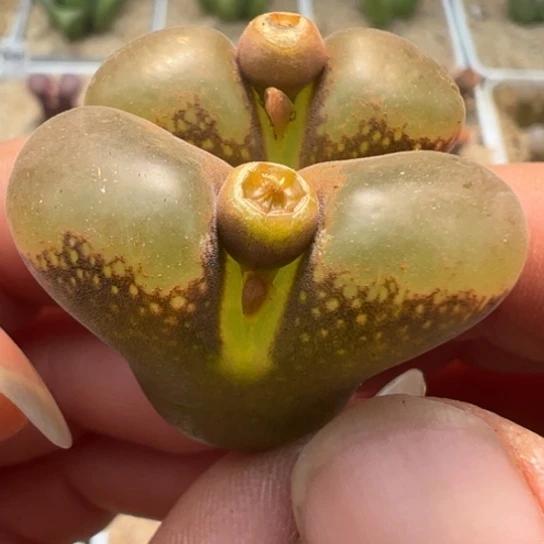 编号丢失老母本一颗140。