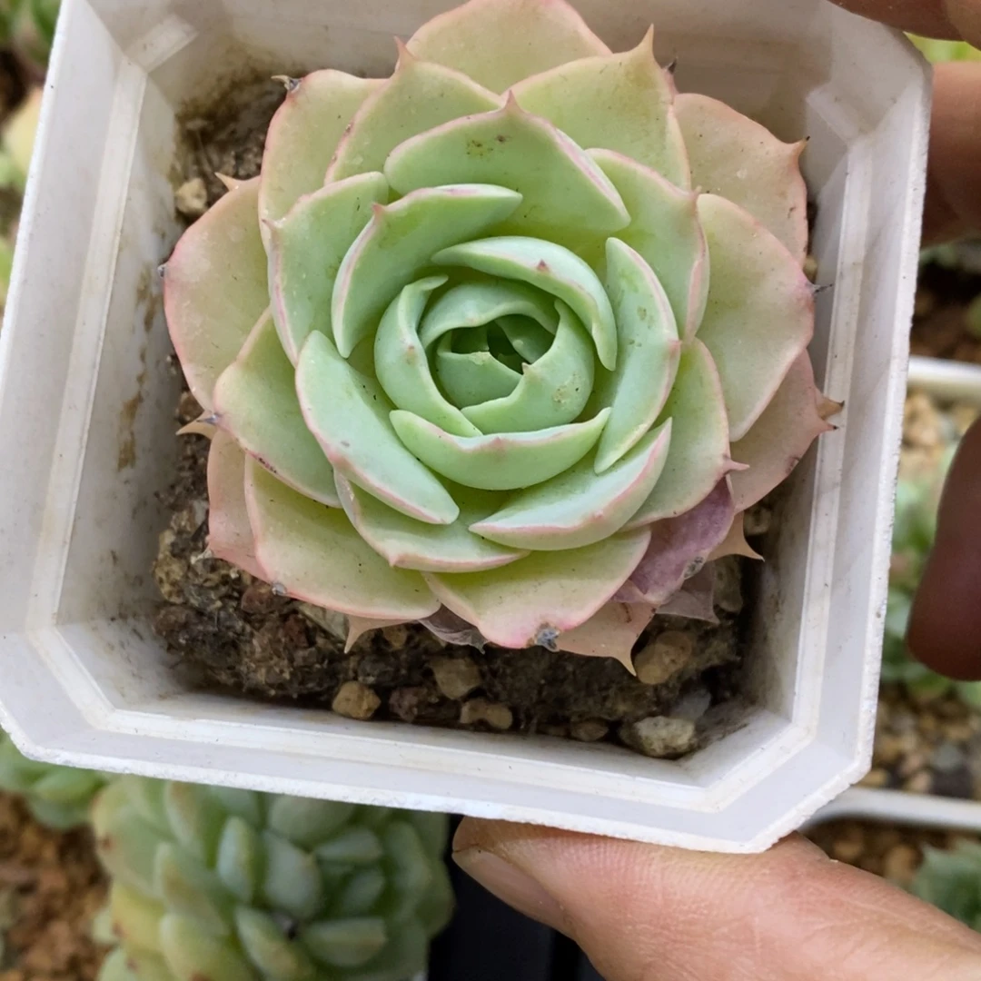 精品多肉一物一拍不包整292