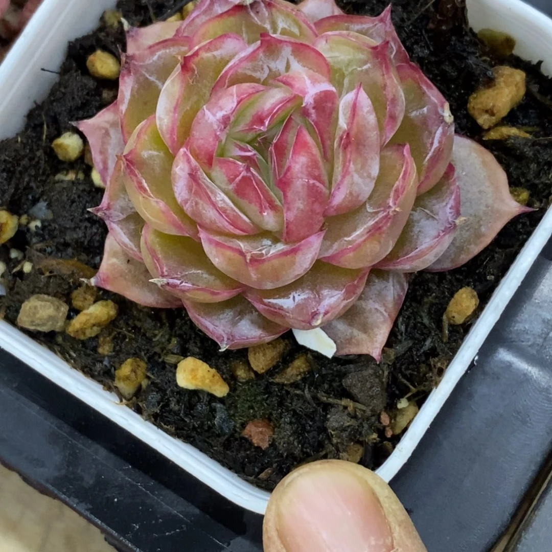 精品多肉一物一拍不包整498