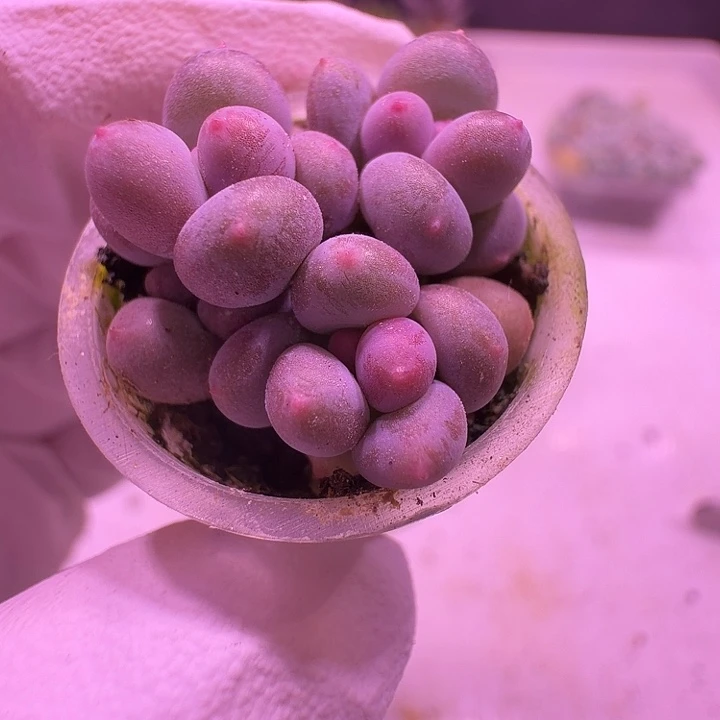 元旦福利17号，迷你彩虹奶带盆土发货