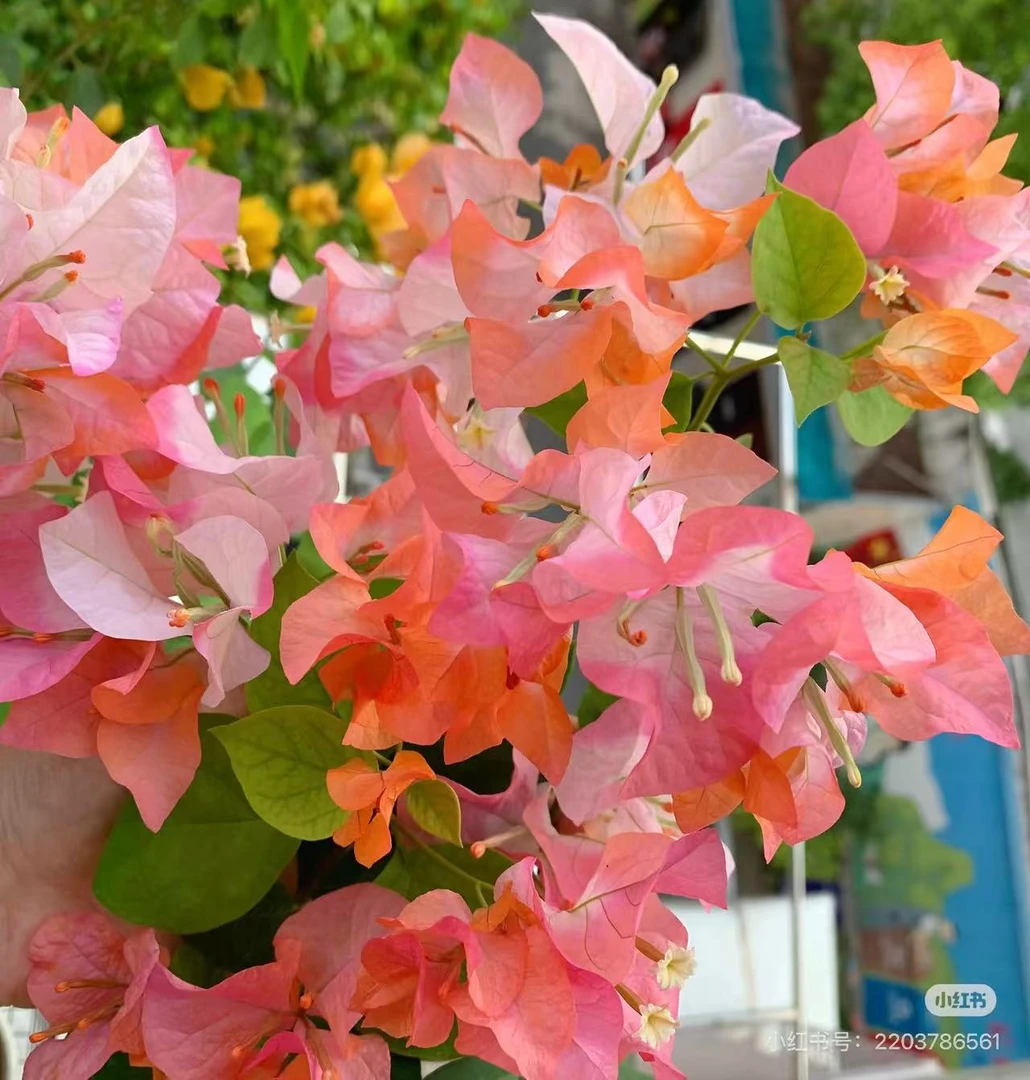 三角梅花卉四季勤花丰花不易掉花（一物一拍）