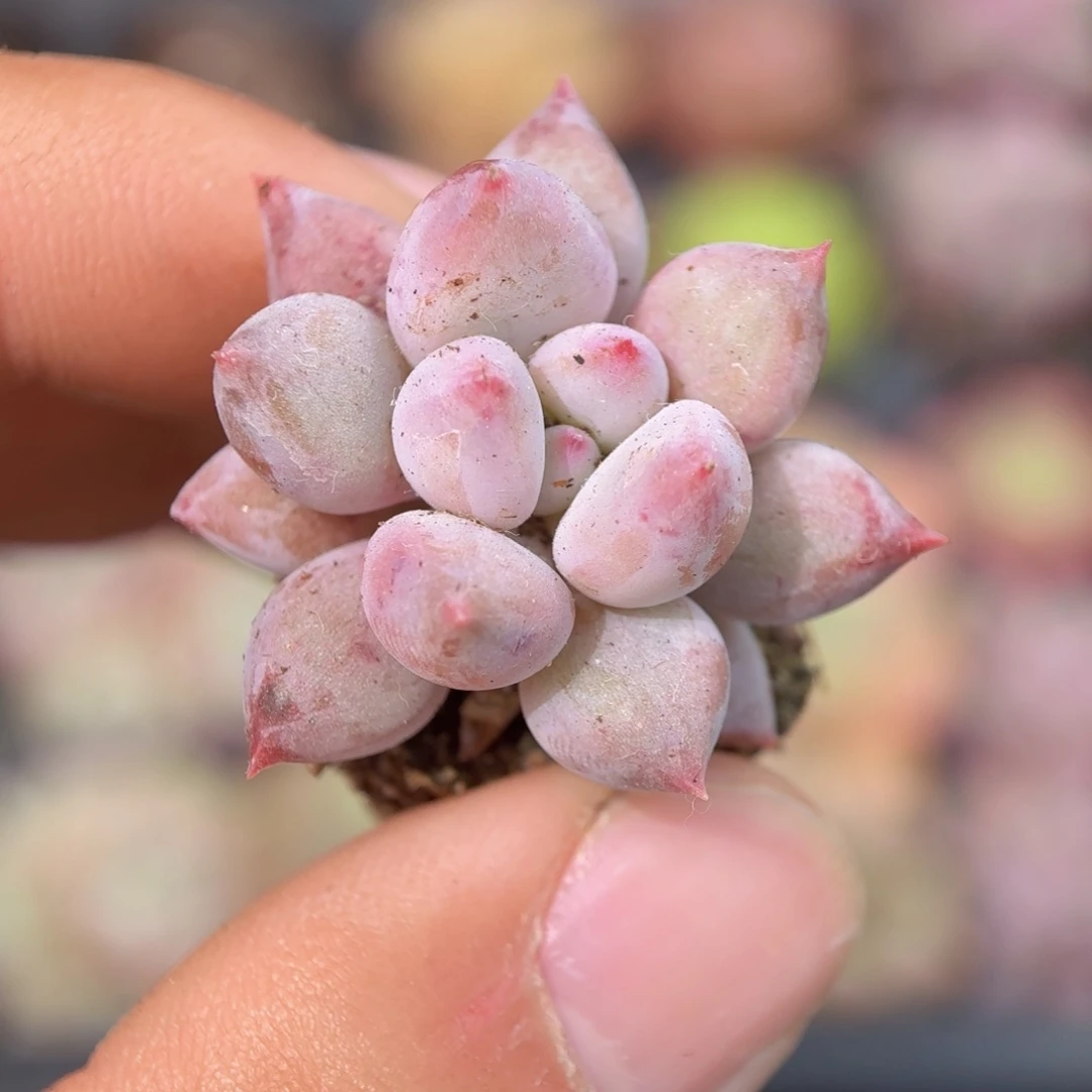 半夏多肉9.9包邮发货