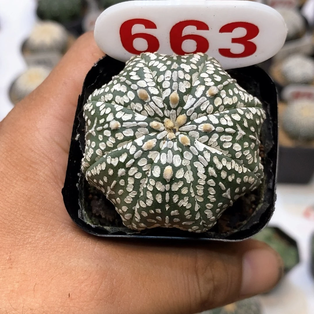 663福利特价咯来喽超