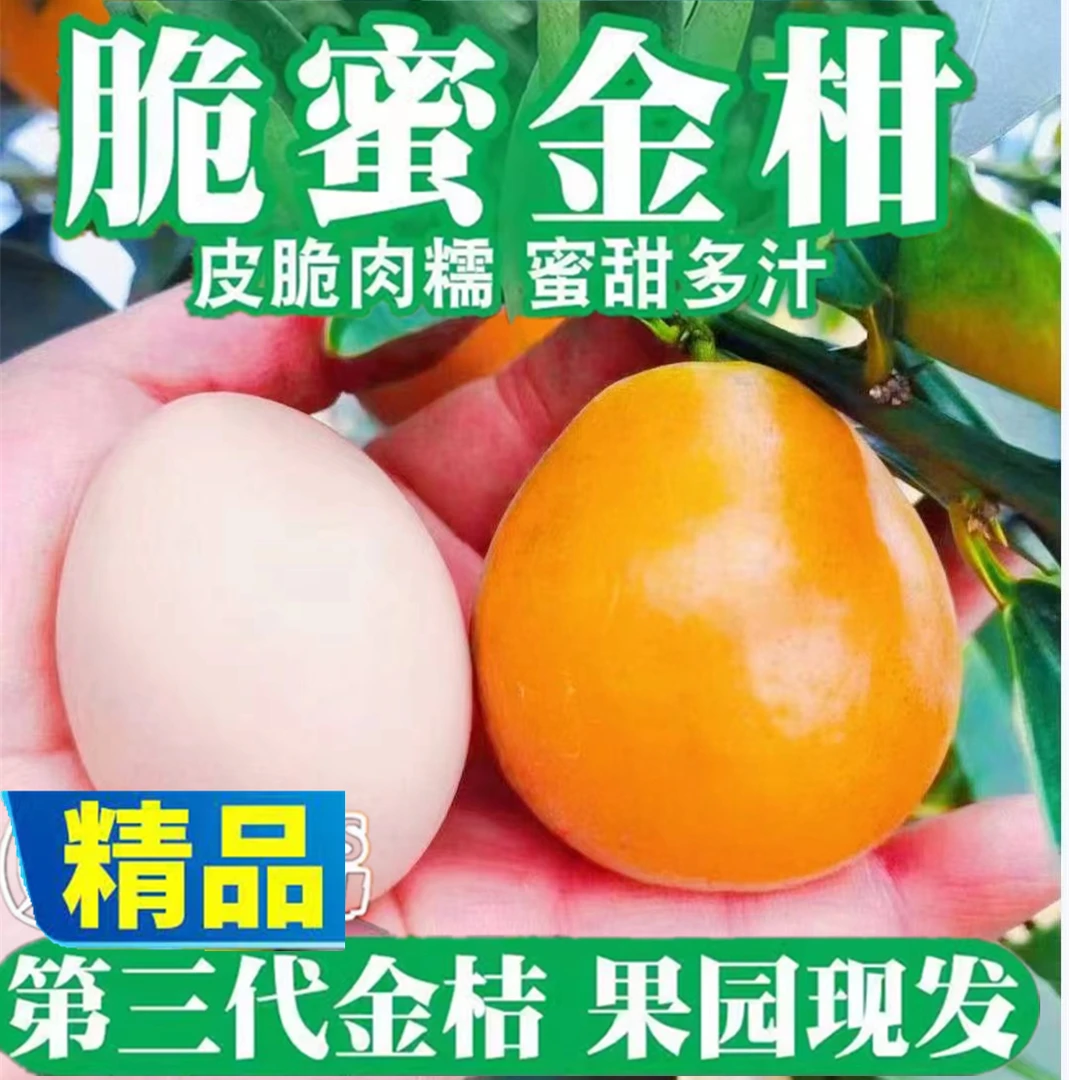 【纯甜无酸无籽不麻嘴】正宗融安第三代脆蜜金柑金桔果王大果纯甜