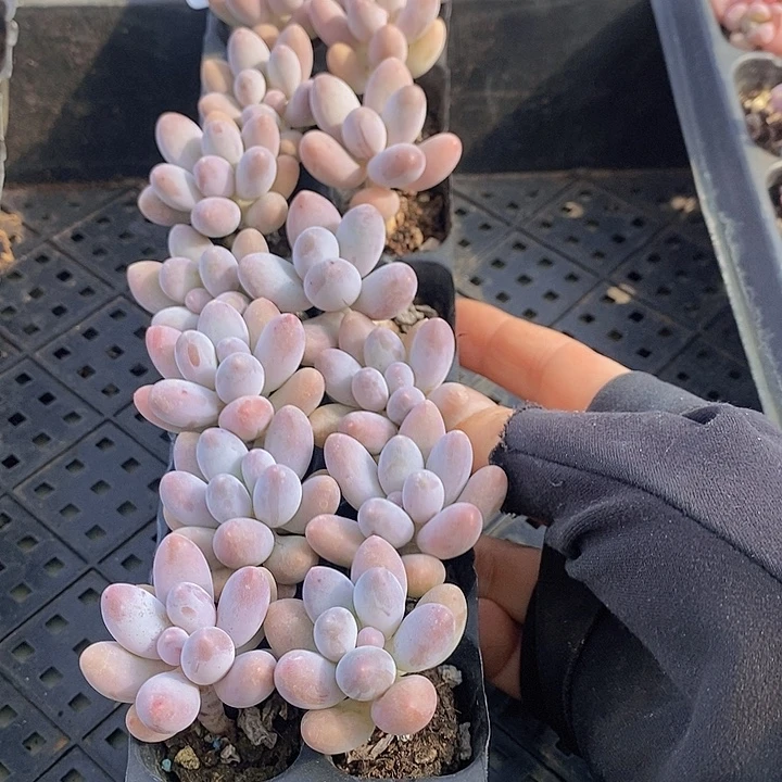 78 多肉植物盆栽花卉