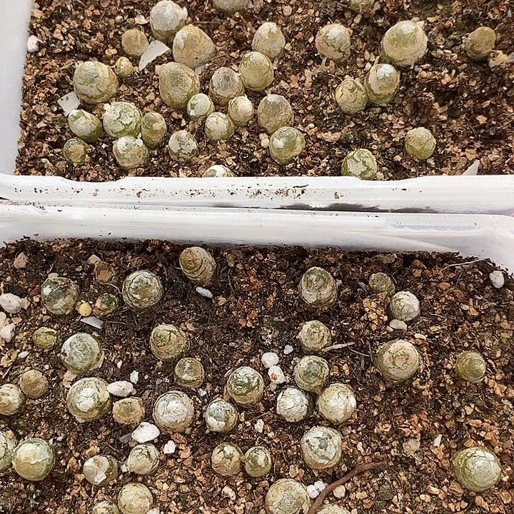 1131灯泡2盒一组。