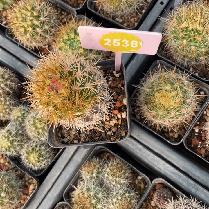 波***糖实生销利2538000000