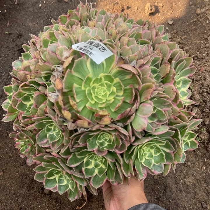 水蜜桃大手捧414法师