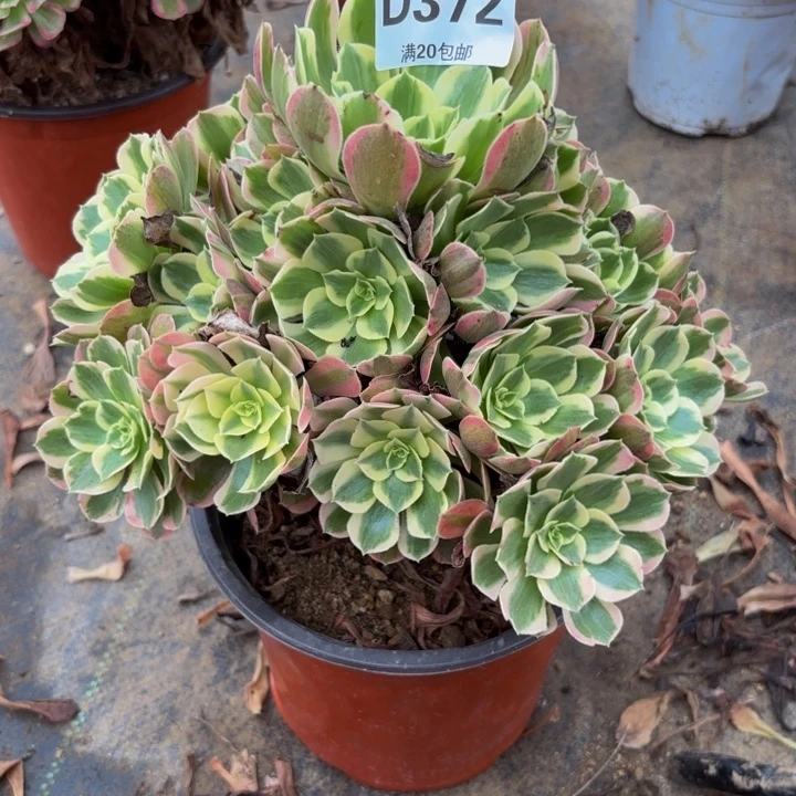 瑞妈多肉园艺372。初恋