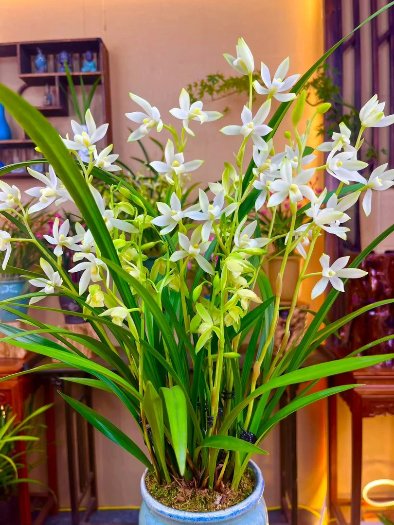 兰花 建兰铭品【国色天香带多花苞】带陶瓷花盆 室内浓香型四季好养