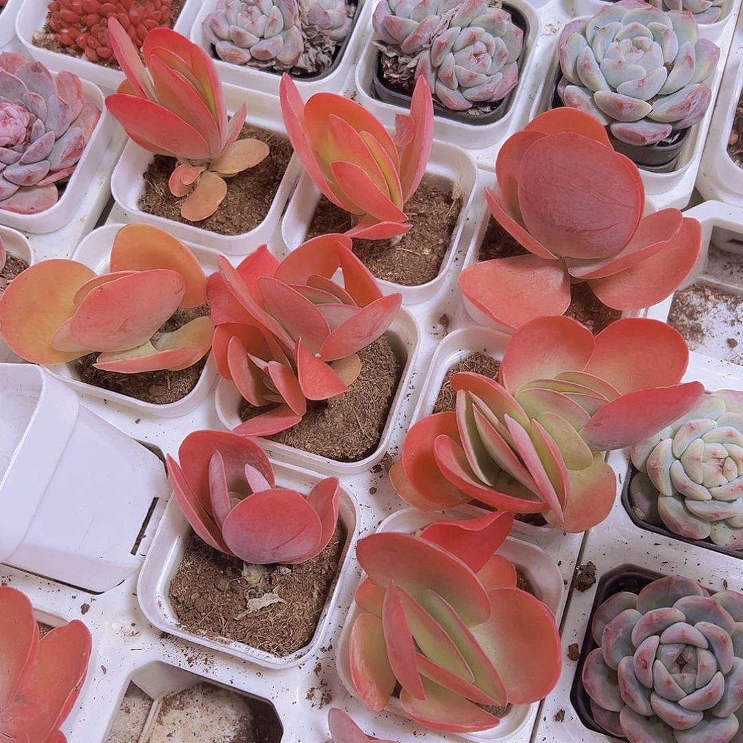 唐寅19包邮多肉植物