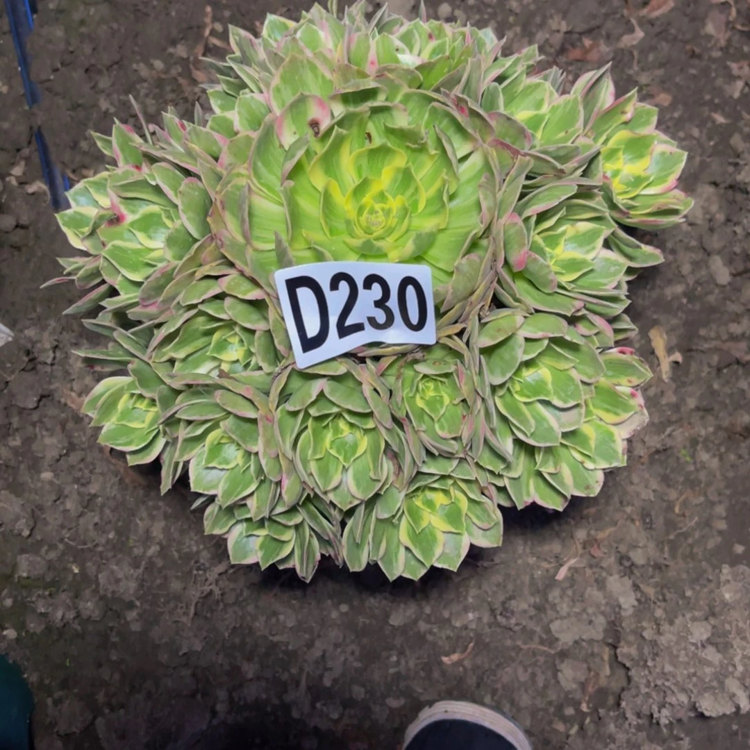 水蜜桃法师26/////-17包邮