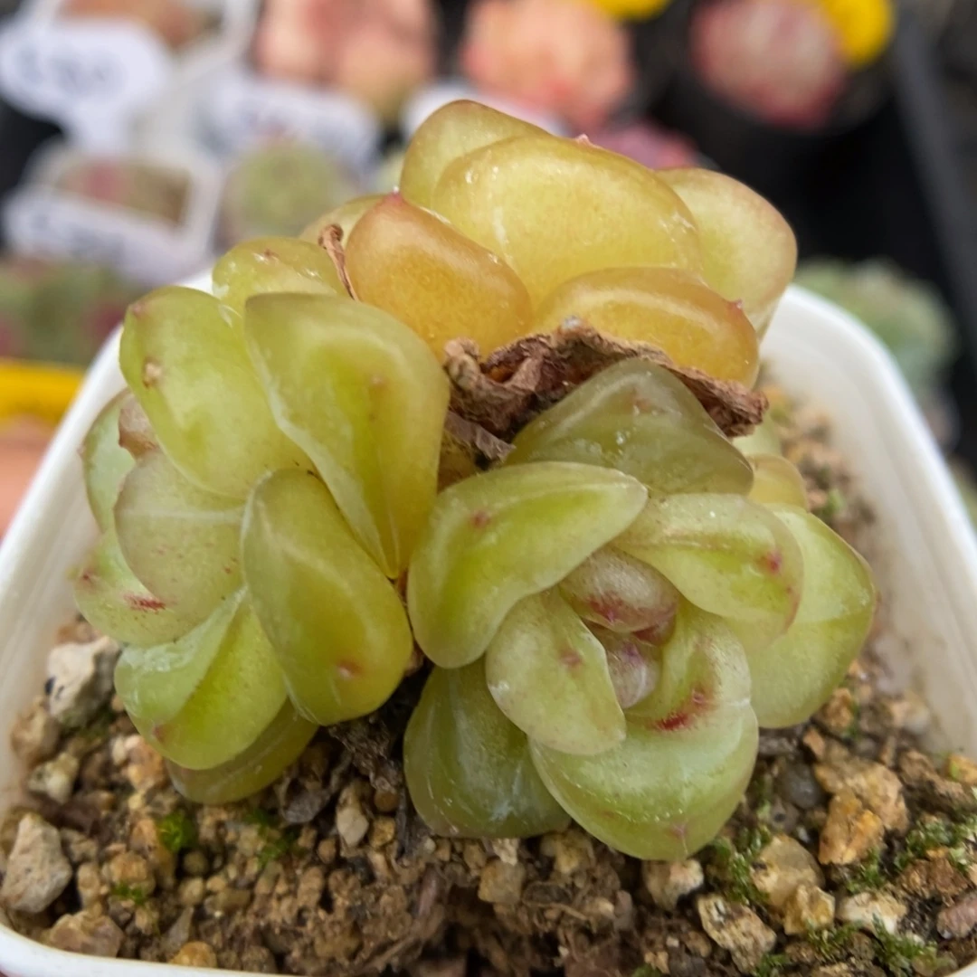 金雀珍妮群生934号