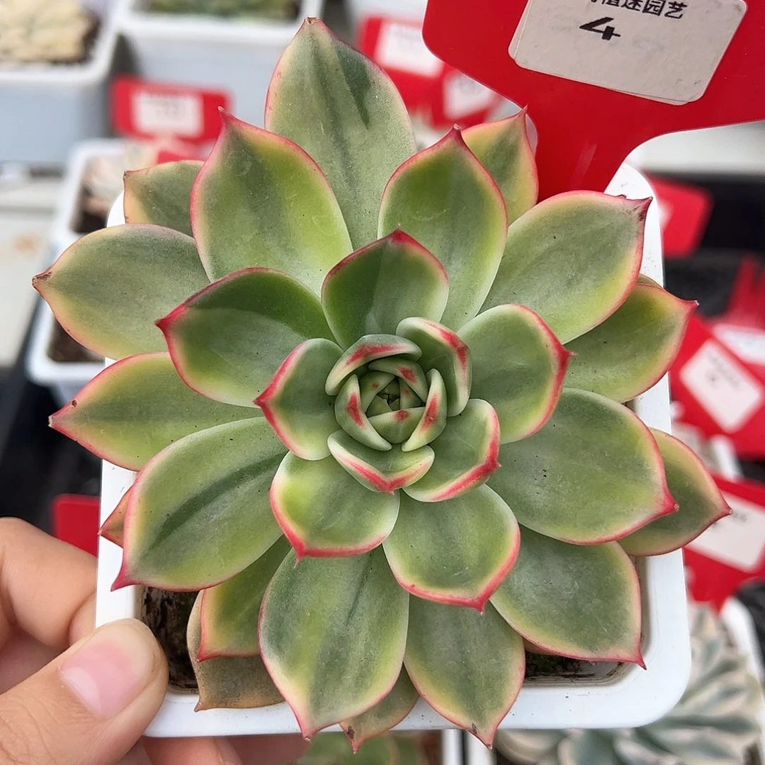 4号桃花锦多肉植物
