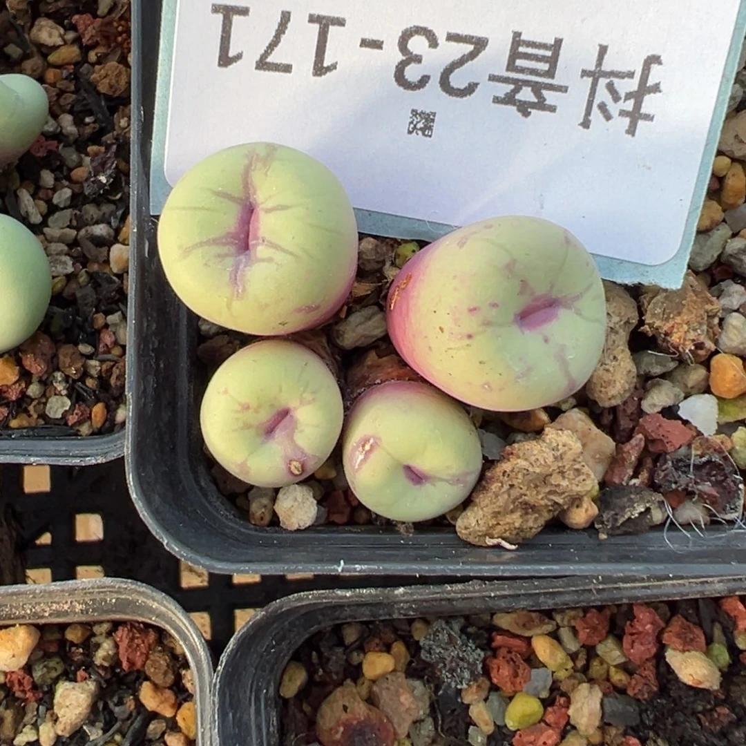 23+171肉锥多肉植物，