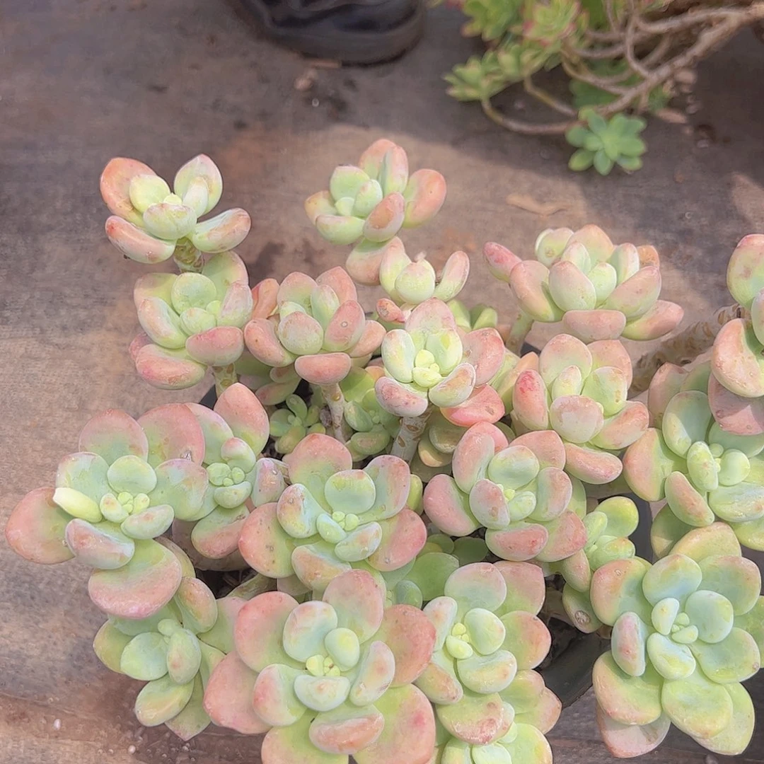 红洛神 多头大盆