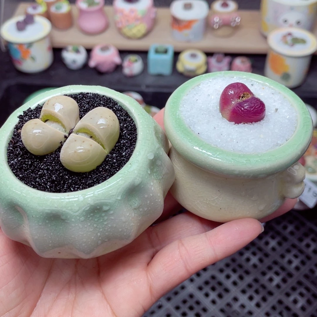 w1225 带盆土发货-零下地区拍保温箱