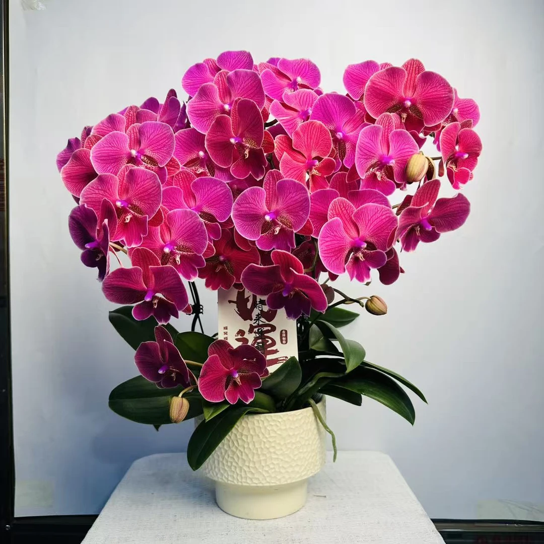 花中贵族【花木兰】蝴蝶兰懒人花 橙红色系 室内花卉 花期长 好养活
