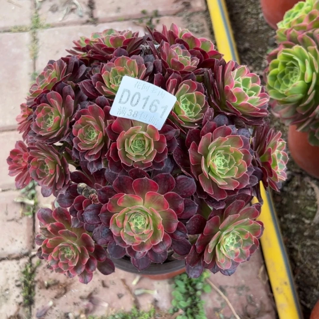 【闪购商品】哭***疼161安娜多肉