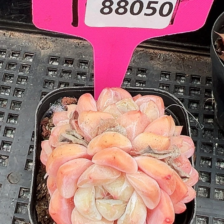 糖心      88050号