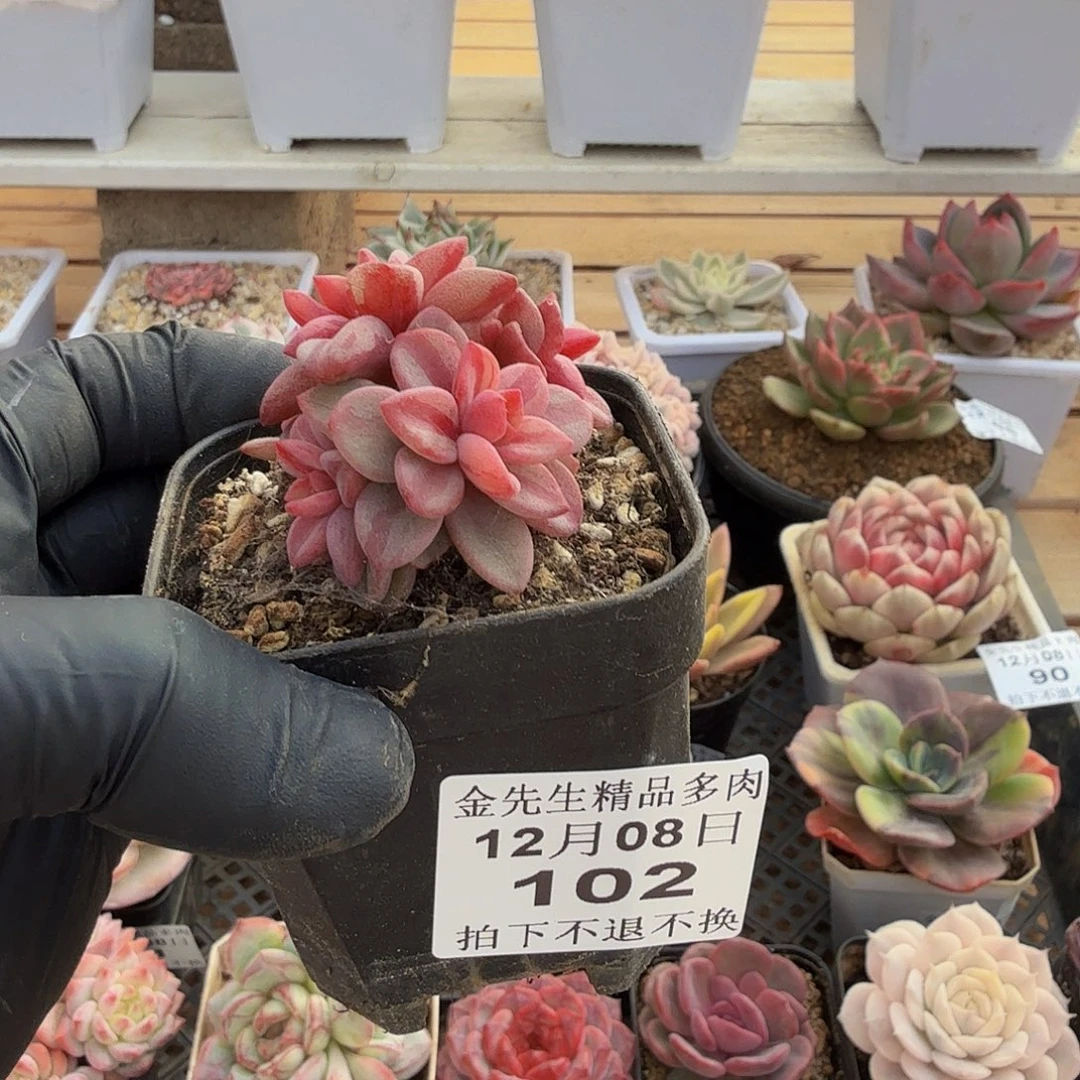 1208-102紫心锦群生