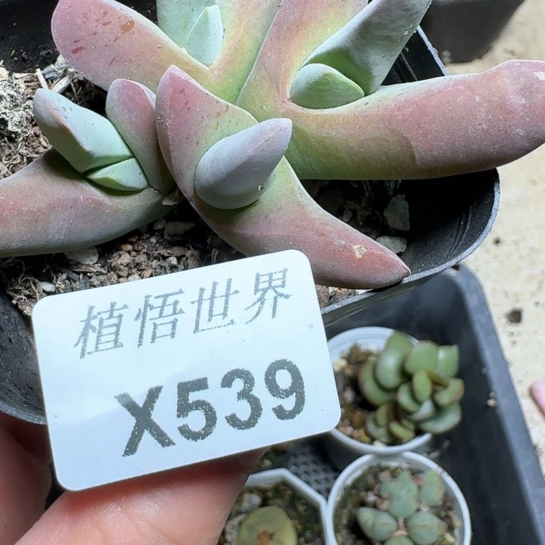 539盒多肉植物c g h n j