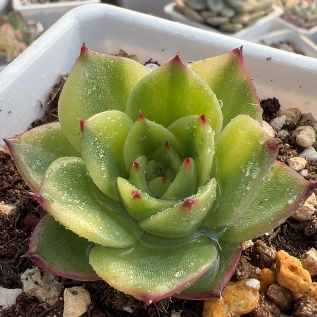 月亮石锦，花脸拉丝锦